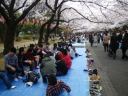 上野公園　満開の桜並木　盛り上がらない花見の宴