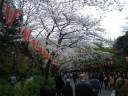 上野公園　満開の桜並木