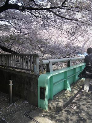 神田川　南側遊歩道　曙橋　満開の桜並木