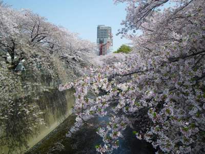 神田川　南側遊歩道　面影橋　満開の桜並木