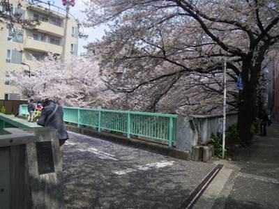 神田川　南側遊歩道　三島橋　満開の桜並木