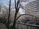 神田川　江戸川公園　散り始めた桜並木