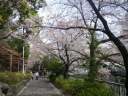 神田川　江戸川公園　散り始めた桜並木