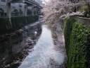 神田川　江戸川橋　水面を覆う桜の花びら