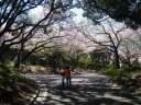 満開の桜並木の掃部山公園　坂を上る