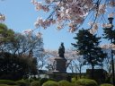 満開の桜並木の掃部山公園　銅像広場