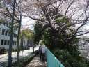 県立図書館沿いの桜並木を進む