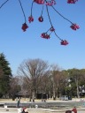 上野公園　大噴水（噴水池）前の寒緋桜