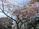 上野公園　咲き始めた桜の並木