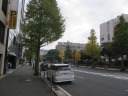 尾上町通り　横浜市役所前の色付き始めたイチョウ並木