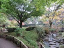 横浜公園　紅葉、黄葉が美しい日本庭園
