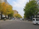 日本大通り　黄葉が美しい名所のイチョウ並木を北東に歩く
