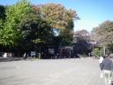 上野公園　突き当りの五條天神社前で右折、桜並木へ
