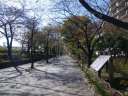 隅田公園　桜並木
