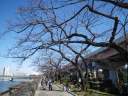 隅田公園　裸木の桜並木
