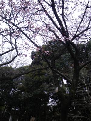 上野公園　咲き誇る寒桜