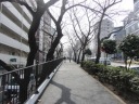 桜並木の空蝉橋通りを南下