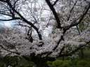 六義園　吹上茶屋　満開の桜