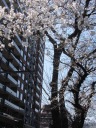 明治通り　都電荒川線　学習院下駅の咲き始めたサクラ並木