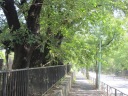 都道赤坂杉並線（都道４１３号）　桜並木の青山墓地