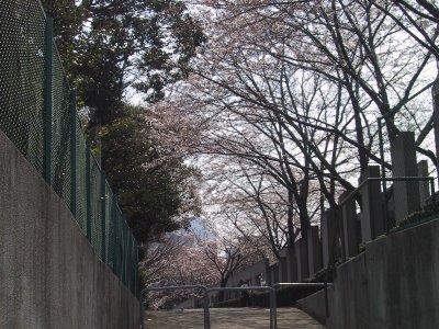 Cherry blossoms row of trees