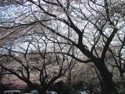 Cherry blossoms of the noted product of Dentsuuin temple 
