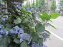 青梅街道　咲き始めた紫陽花
