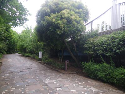 臨海橋に沿って、木立ちを北上