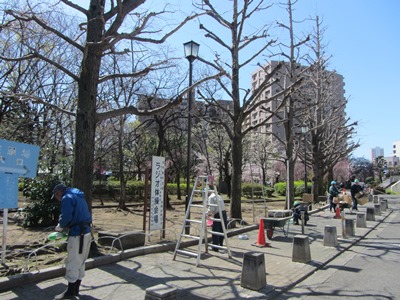 サクラ祭りの準備作業中の荒川公園