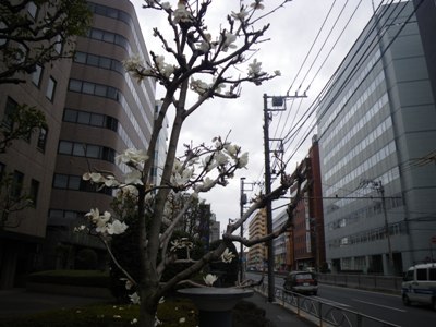 第一京浜 盛りを過ぎてきた白木蓮