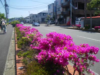 浦賀通り(県道208号) 盛りを過ぎたさつき