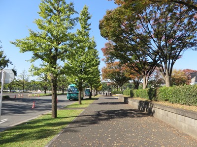 行幸通り まだ青いイチョウ並木
