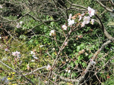 皇居 東御苑 入場発券所前の十月桜