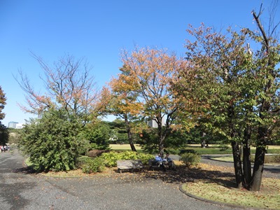 皇居 東御苑 本丸大芝生 紅葉した木々