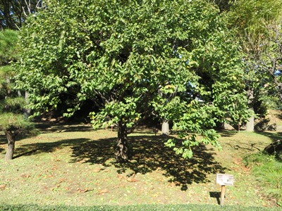 皇居 東御苑 二の丸公園 都道府県の木 茨城県 梅