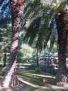皇居 東御苑 二の丸公園 都道府県の木 宮崎県 フェニックス