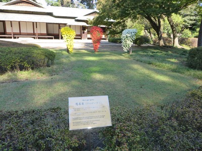 皇居 東御苑 二の丸公園(二の丸庭園) 諏訪の茶屋前 懸崖菊