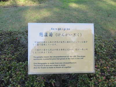 皇居 東御苑 二の丸公園(二の丸庭園) 諏訪の茶屋前 懸崖菊