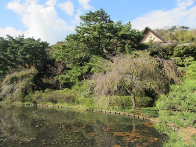 三渓園 睡蓮池