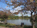 三渓園　大池