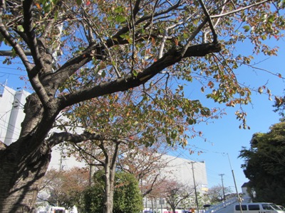 本牧通り 紅葉の桜並木が続く