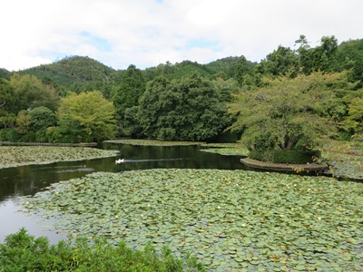 龍安寺　鏡容池