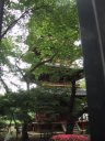 上野寛永寺五重塔