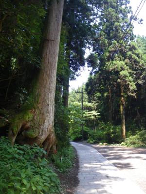 1号路(表参道)