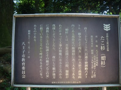 1号路(表参道) たこ杉(蛸杉)