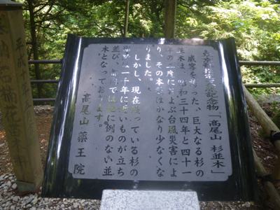 薬王院 表参道 東京都指定天然記念物「高尾山 杉並木」