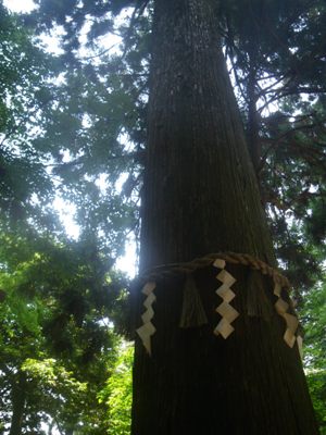 薬王院 表参道 高尾山のスギ並木