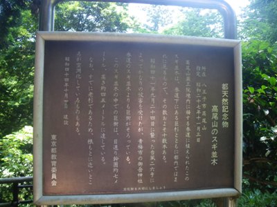 薬王院 表参道 高尾山のスギ並木