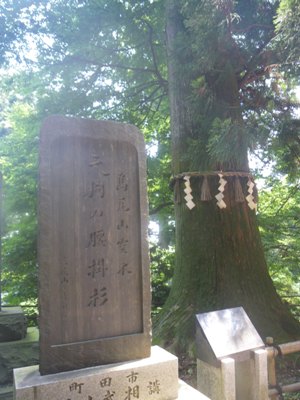 薬王院 表参道 天狗の腰掛け杉