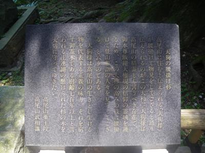 薬王院 表参道 天狗の腰掛け杉